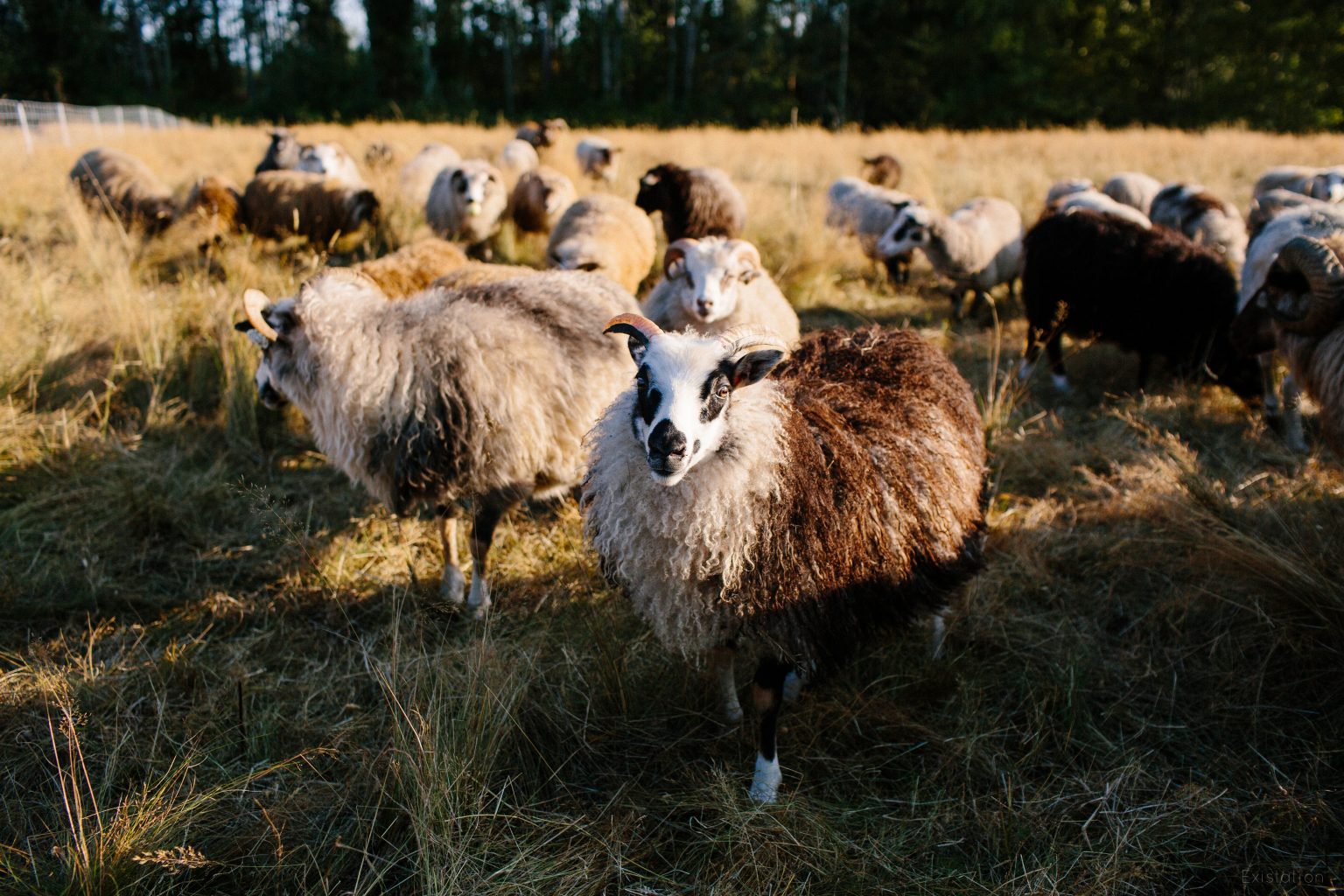Lydia’s Flock Icelandic and Shetland Sheep Eat Local First