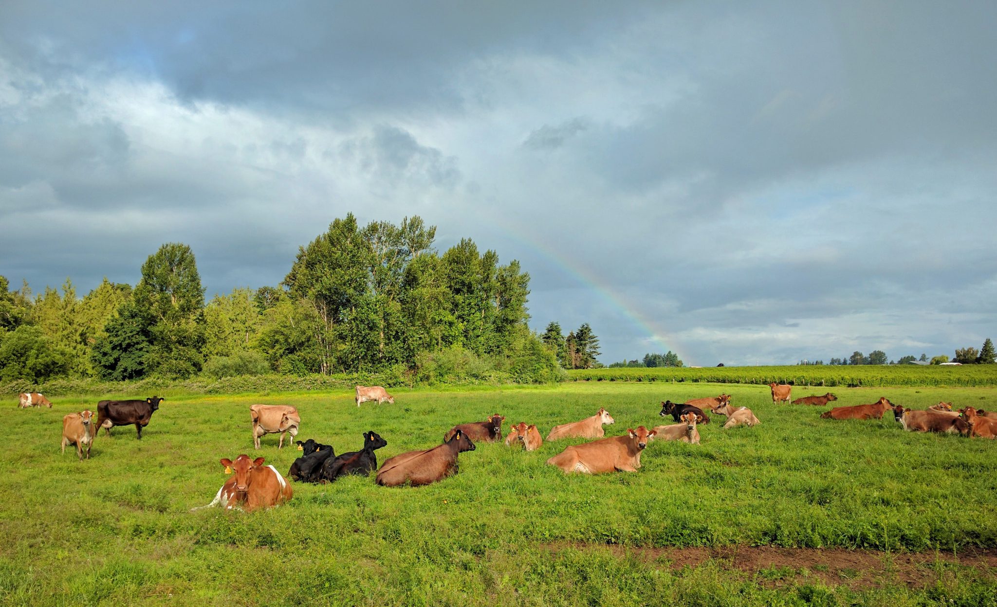 Grace Harbor Farms Eat Local First