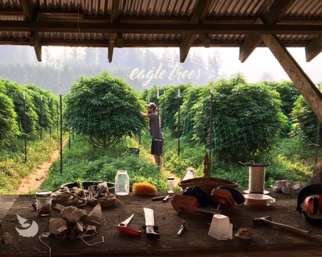 Eagle Trees Eat Local First