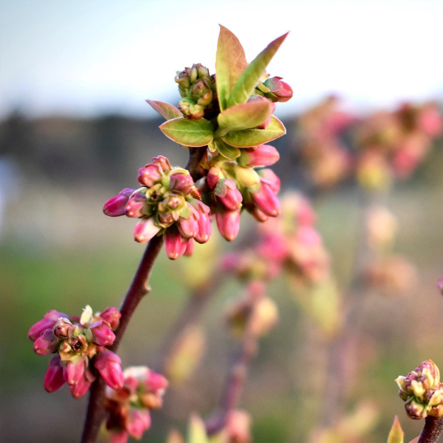Henna Blueberry Farm Eat Local First