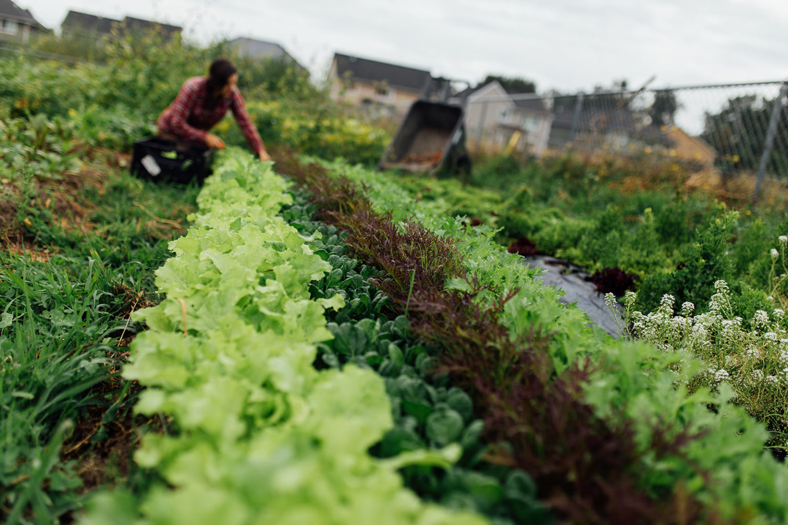 Dancing Sprouts Farm Eat Local First