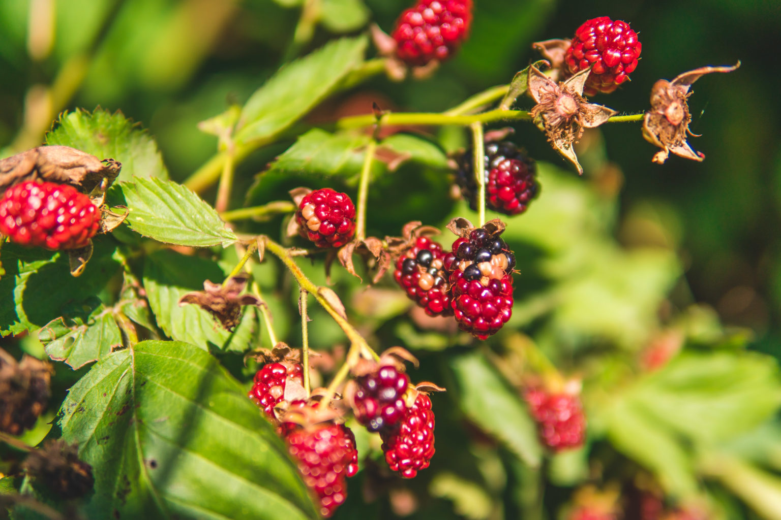 Beacon Food Forest Eat Local First