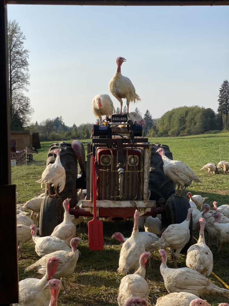 Chehalis Valley Farm Eat Local First