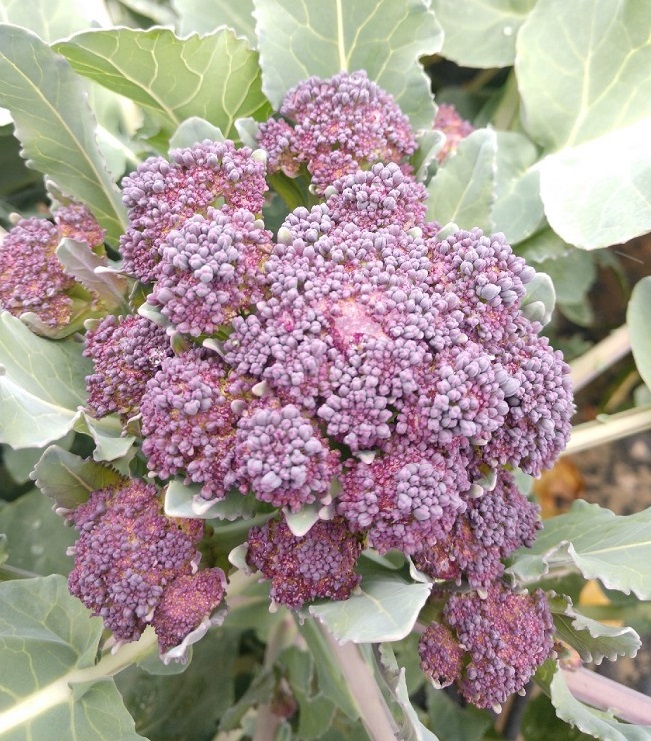 Schreiber Farms Eat Local First