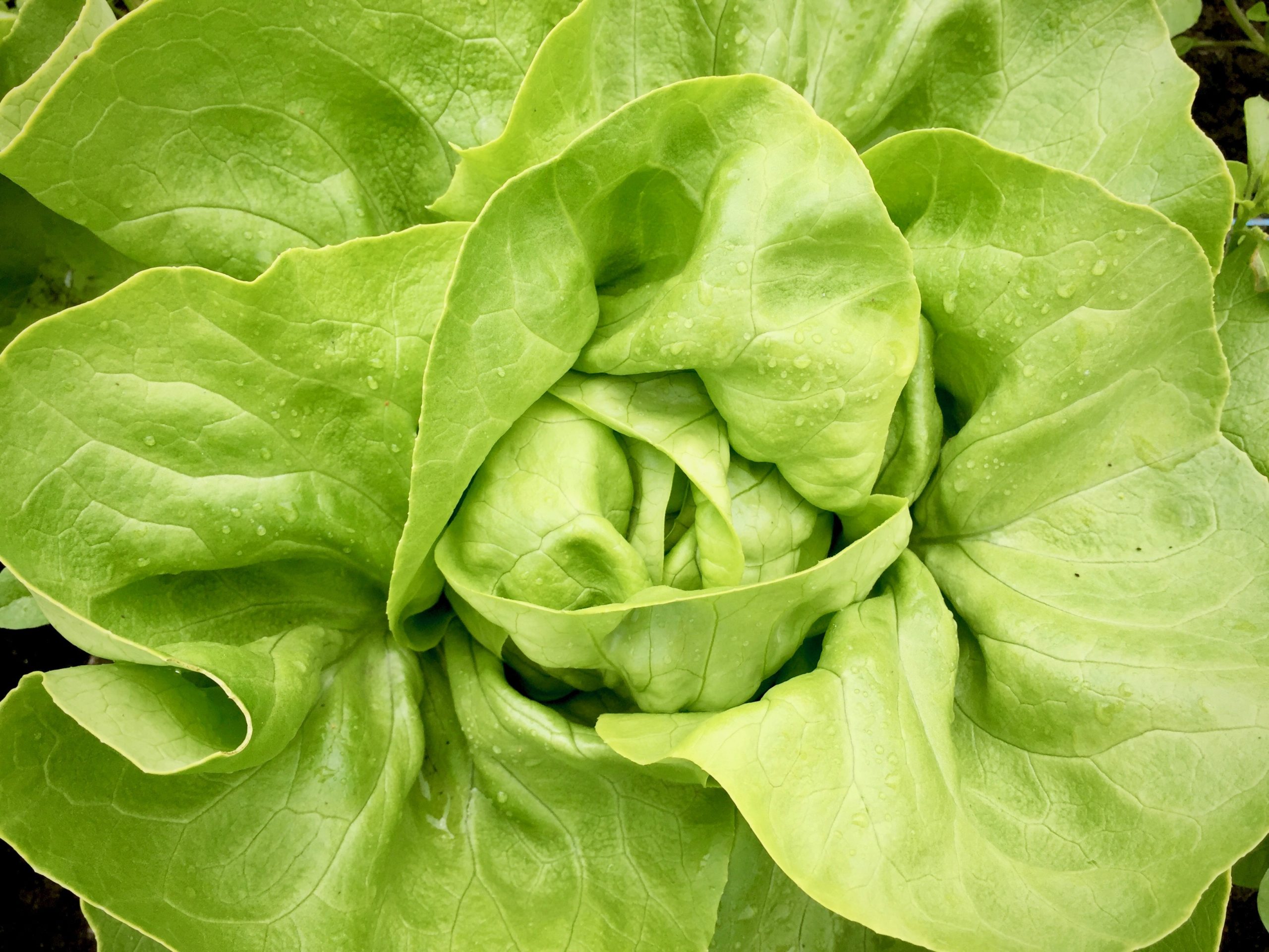 Butterhead (Green) Eat Local First