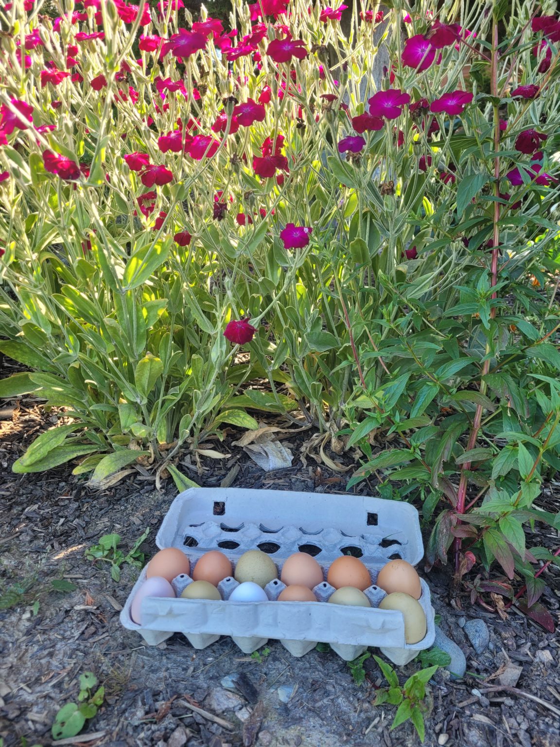 Fobes Hill Farm Eat Local First