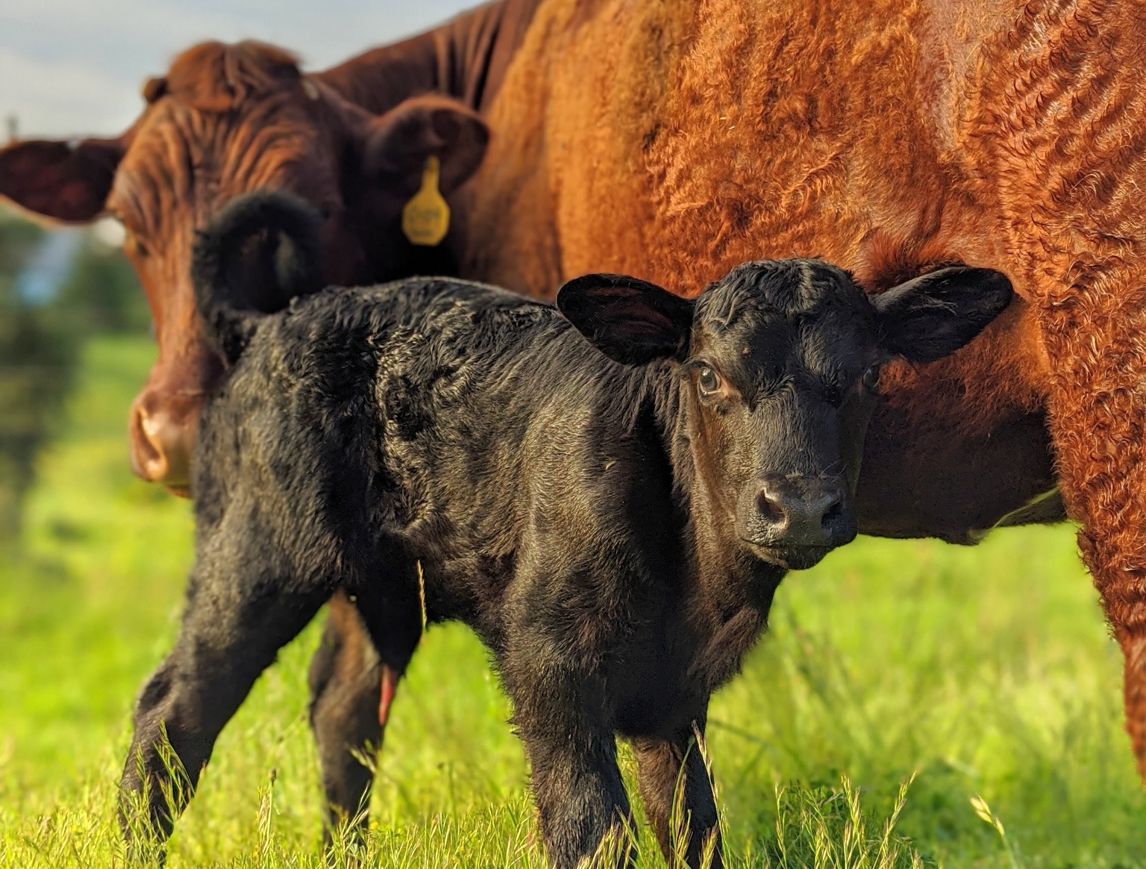 cow and calf Eat Local First