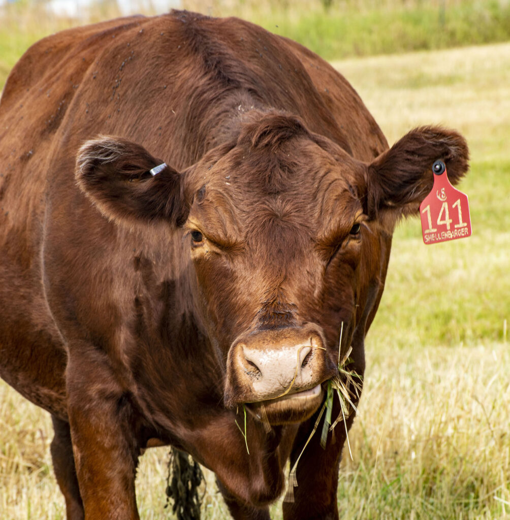 SMR Cattle & Beef Eat Local First